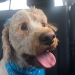 Bella🐶 - @bella.bear.schroeder - Instagram