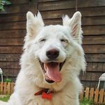 ＢＥＬＬＡ ❤ White Swiss Shepherd - @bellalupescu - Instagram