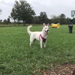 Bella 🌺🐾 - @__bella_shepherd__ - Instagram