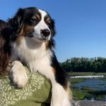 Bella - @bella_shepherd_without_sheep - Instagram