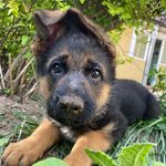 Bella | Shepherd - @bella_s.hepard - Instagram