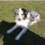 Bella Australian Shepherd - @bella_aussies - Instagram