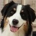 Bella Australian Shepherd Professional Pet Dog Model - Facebook