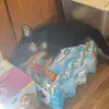 Bella - @bellatheshepherd26 - TikTok