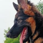 Bella German shepherd - @bella_german_shepherd__ - Instagram