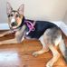 Bella Germán shepherd puppies - Facebook