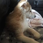 Bella The German Shepherd! - @bellashepherd17 - Instagram