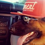 Bella the german shepherd - @bellashepherd2241 - Instagram