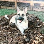 Bella the Shepherd - @bella_shepherd_girl - Instagram