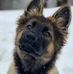 Bella The Shepherd - Facebook