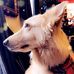 Bella The White German Shepherd - Facebook
