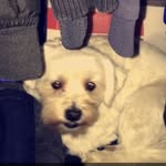Bella Shields - @bella._.the._.dogggy - Instagram