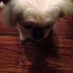 Bella the dog Shields - @bella_shields_woofwoof - Instagram