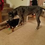 Sampson and Bella Shockley - Facebook