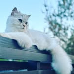 🎀 Bella Silver Star - @bella.silverstar - Instagram
