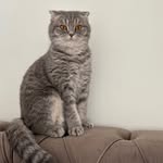 Bella 🩶🐈Silver - @bellasilvr - Instagram