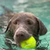 Daniela - @bellasilverlabgrl - TikTok