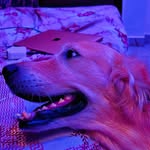 BELLA 🎀  🐶 - @bella_singh_goldenretriever - Instagram
