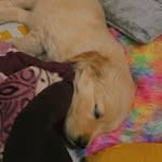 Bella Singh 🍭 - @bella__thegoldengirl - Instagram