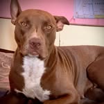 Bella singh 😉 - @pitbullbella5 - Instagram