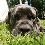 Bella and Bruschi Singleton - @bella.and.bruschi - Instagram