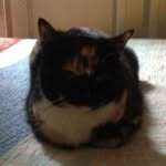 Bella Slater - @official_bella_the_cat - Instagram
