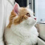 ≽^•˕• ྀི≼ - @bella_small_wonder - Instagram