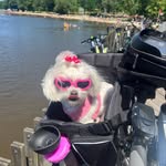 Bella - @bella_small_maltese - Instagram