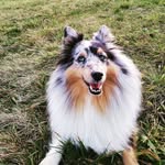 Bella Sheltie - @bella_small_lassie - Instagram