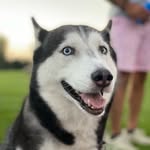Bella Solano - @bellasolanothehusky - Instagram