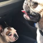 Bella & Spencer - @bella_spencer_bulldoggs - Instagram