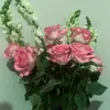 Bella - @bellaspence10 - TikTok