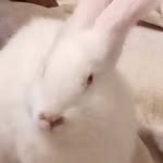 Bella Stark - @bella.stark.5099 - Instagram