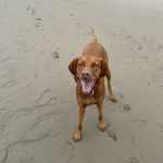 Bella Starr - @bella_starr_vizsla - Instagram