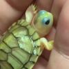 Bella Stephenson - @turtle.lover61 - TikTok
