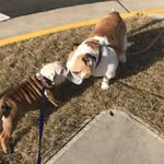 Bella_Tater_Macbulldogs - @bella_tater_macbulldogs - Instagram
