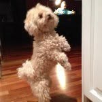 Bella Bark Terrell Obama - @bark_obama - Instagram