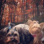 Bella & Terry👑 🐾 - @bella_terry_teacupyorkies - Instagram