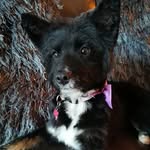Bella Thomson - @bellarescuepupadventures - Instagram