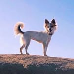 Bella. - @bellatotherescue - Instagram