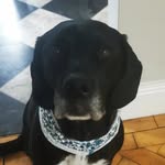Bella the rescue dog ♡♡ - @bella.to.the.rescue - Instagram