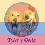 Las Aventuras De Bella Y Tyler - @bella_tyler_goldenretriever - Instagram
