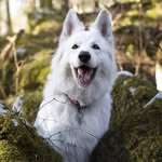 𝔹𝔼𝕃𝕃𝔸𝕍𝕀𝔼𝕎 ℝ𝕆𝕐𝔸𝕃 kennel - @bella_bellaview_royal - Instagram