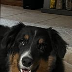 Bella Bear Vincent - Facebook