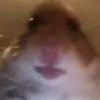Hamster cult 🐹 - @bella_vincent1 - TikTok