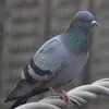 I got banned again - @bella_wallace.1 - TikTok