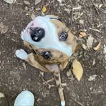 Bella Ware - @bella_thebullboxer - Instagram