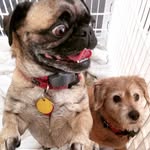 Stinkerbell - @bellawarepug - Instagram