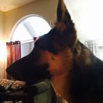 Bella Warner - @bella_gsd_1114 - Instagram