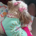 Bella Washington - @bella_the_dog_period - Instagram